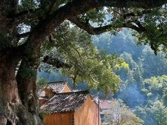 -杨家堂村