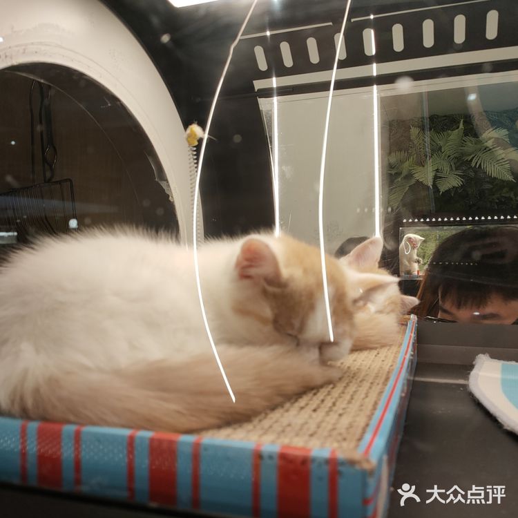 治愈小站💞萌化你的心『猫舍空间站』