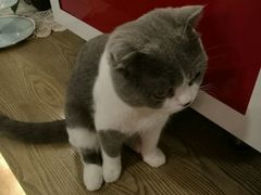 -共舞时光猫咖·狗咖(新街口店)