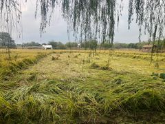 -长兴太湖图影湿地文化园