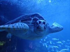 -太平洋海底世界