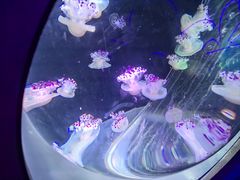 -海合安成都极地海洋公园