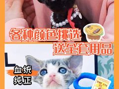 -70cat德文卷毛猫·缅因猫纯种猫舍