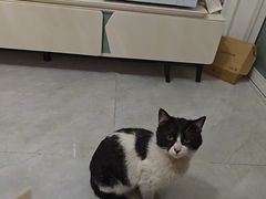 -瑞派雷欧宠物医院·24h夜诊·心脏骨科牙科·全科重症转诊中心(无影山店)