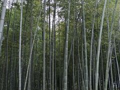 -树山生态村