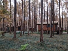 -黄海国家森林公园