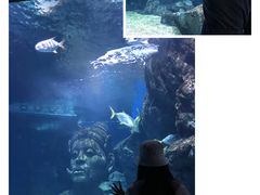 -暹罗海洋世界