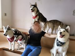 -Husky Go! 哈士奇体验馆·宠物咖啡厅狗咖