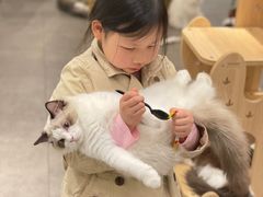 -飞行喵MR PILOT|猫舍·猫咖(静安大融城店)