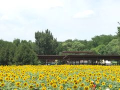 -奥林匹克森林公园北园-停车场