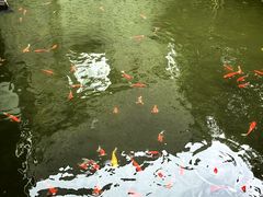 -八大山人梅湖景区
