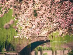 -海棠花溪(元大都城垣遗址公园)