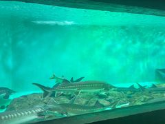 -太平洋海底世界