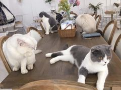 -共舞时光猫咖·狗咖(新街口店)