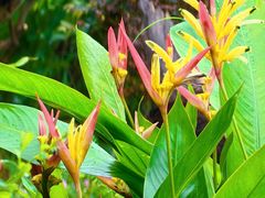 -深圳市中科院仙湖植物园