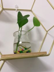 -凡碧诗毛孔收细