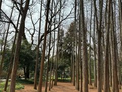 -杭州植物园