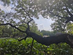 -莲池书院博物馆