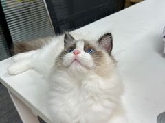 -喵zoo家庭繁育猫舍(尖东智能花园店)