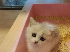 -爪爪喵星球·猫舍(前海卓越店)