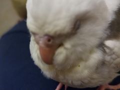 -瑞派名望24h动物医院异宠专科·猫专科·骨科·重症监护分院
