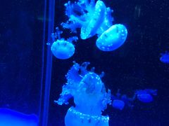 -左海海底世界