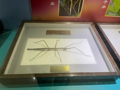 -上海昆虫博物馆