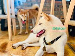 -柴犬高等学院·狗咖·柴犬售卖·宠物训练