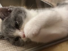-飞行喵MR PILOT|猫舍·猫咖(静安大融城店)
