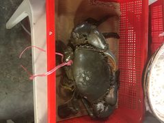 -龙海鲜螃蟹王(宏茂桥店)