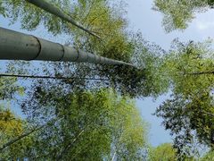 -上海佘山国家森林公园天马山园