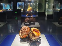 -贝壳王国博物馆