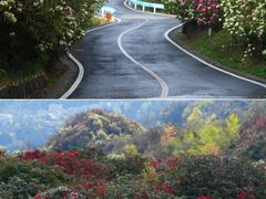 -贵州百里杜鹃风景名胜区