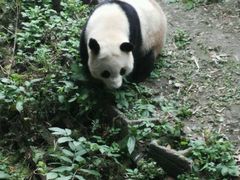 -成都大熊猫繁育研究基地