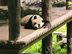 -中国大熊猫保护研究中心雅安碧峰峡基地