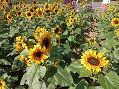 -长白岛森林公园