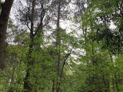 -铁山坪森林公园