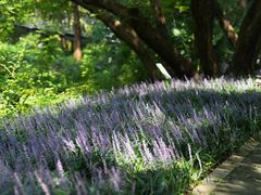 -西湖风景区-江洋畈生态公园