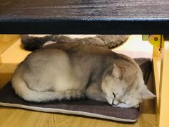 -滚猫咖啡·猫咖·猫友好撸猫(未来城店)