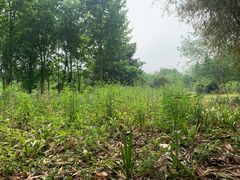 -桤木河湿地公园