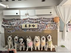 -星多哈·狗咖·拼豆·咖啡