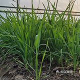 下乡抢菜
