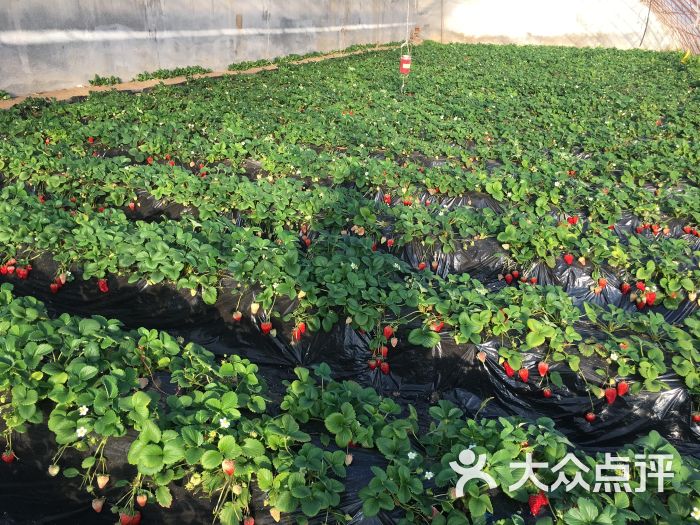 幸福草莓园草莓采摘((未来科技城园))图片 - 第12张