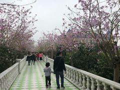 -百万葵园