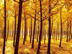 -汉景帝阳陵博物院