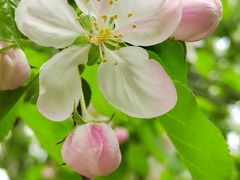 -海棠花溪(元大都城垣遗址公园)