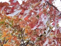 -五角枫生态旅游景区