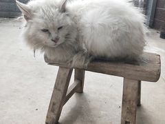 -畜牧兽医站(共江路店)