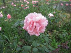 景点-武汉紫薇都市田园