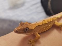 -酷以爬仙阁实体爬宠店·守宫·蜥蜴·专业繁育